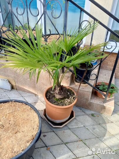 Пальма веерная