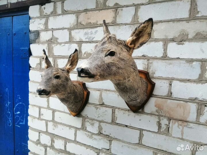 Чучело косули