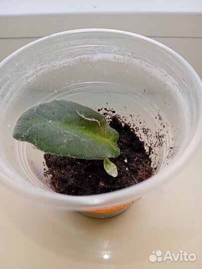 Фиалка трейлер ле-Эрика