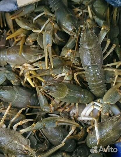 Живая рыба :карп амур, форель и др