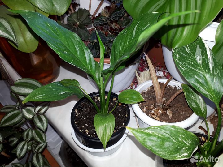 Комнатные растения цветы спатифиллум Домино