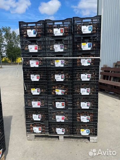 Луковица тюльпанов оптом 12;14+для выгонки