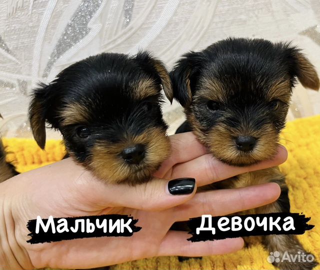 Йоркширский терьер