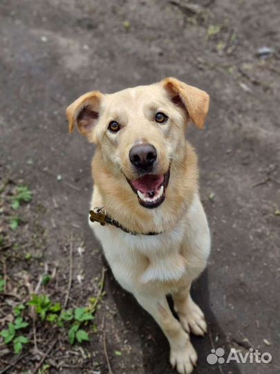 Метис лабродора в добрые руки