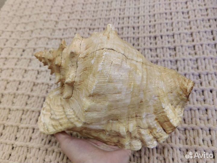 Морская ракушка