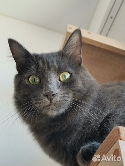 Котик Моррис молодой кот