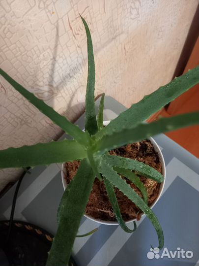 Алоэ Древовидный и традесканция