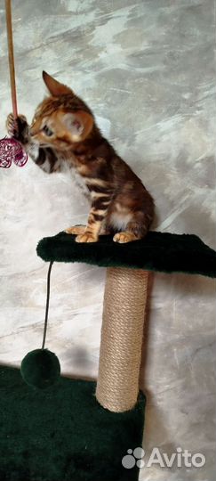 Бенгальские