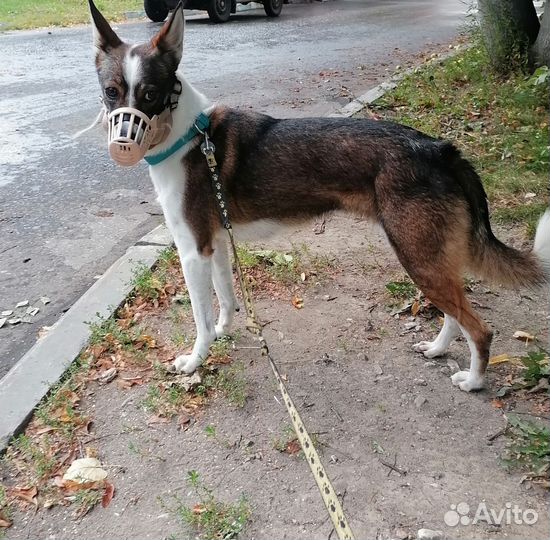 Выгул собак