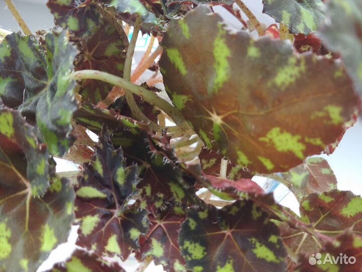 Бегония декоративно лиственная