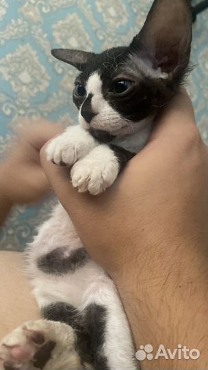 Канадский сфинкс