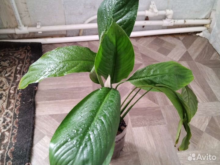 Комнатные растения