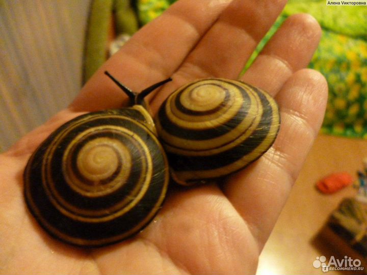 Улитки караколусы - малыши