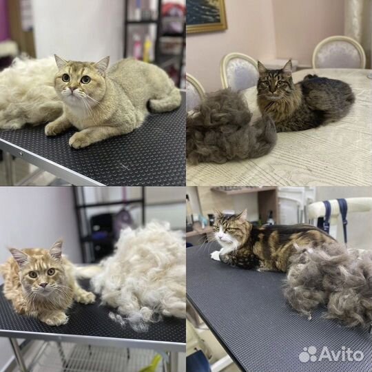 Стрижка кошек и котов. Возможен выезд