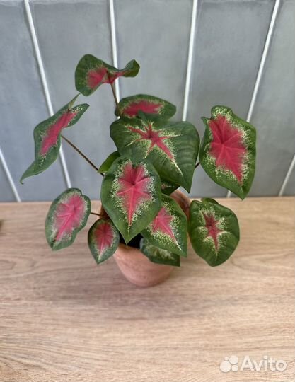 Каладиум Rosebud (детки)