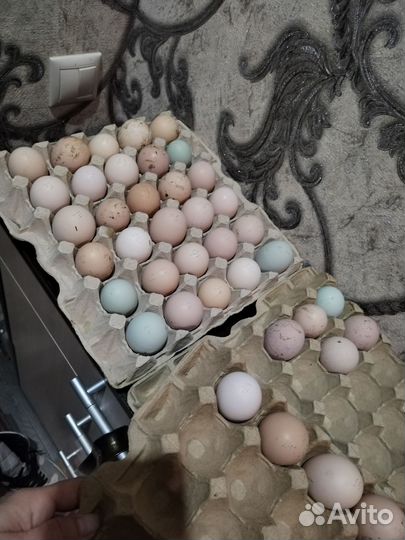 Инкубационное яйцо породистых кур цыплята