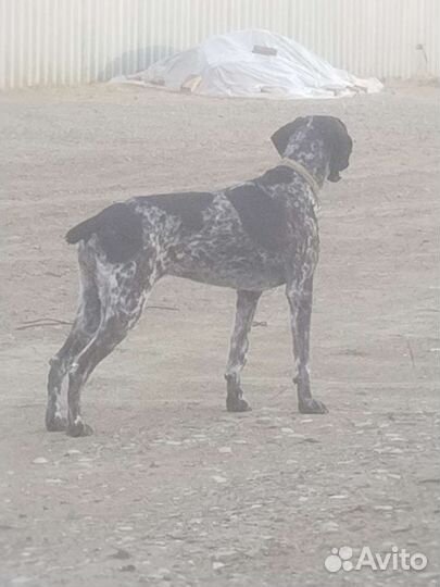 Щенки курцхаара