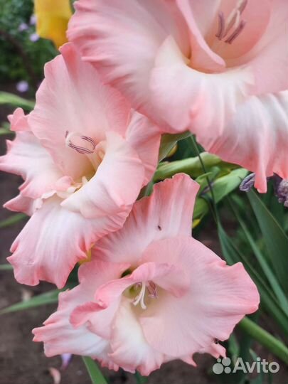 Гладиолусы луковицы