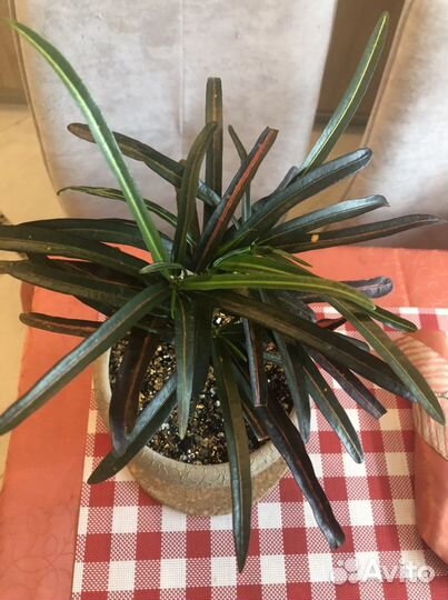 Кротон Кодиеум Ред.банана