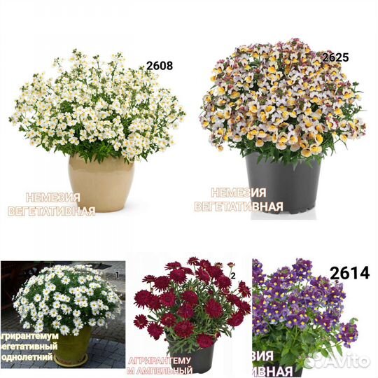 Рассада цветов, вегетативных часть 1