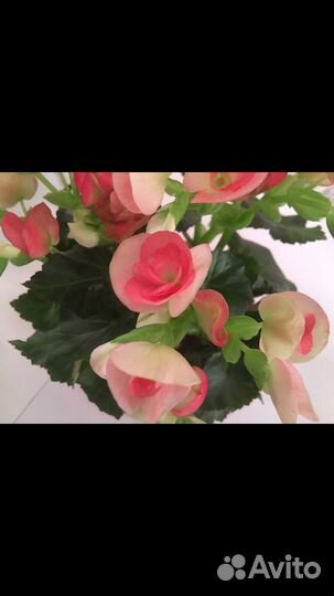 Черенки бегонии элатиор