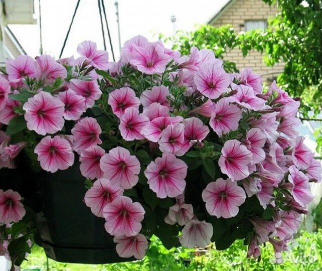Рассада петуньи ампельной