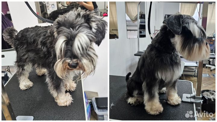Грумер стрижка собак с выездом на дом от 1500