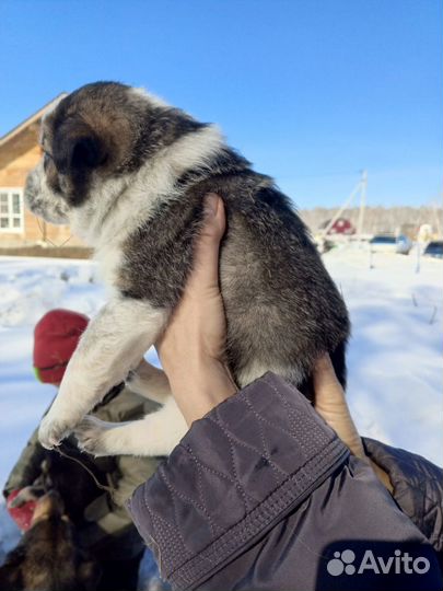 Щенки в добрые руки даром