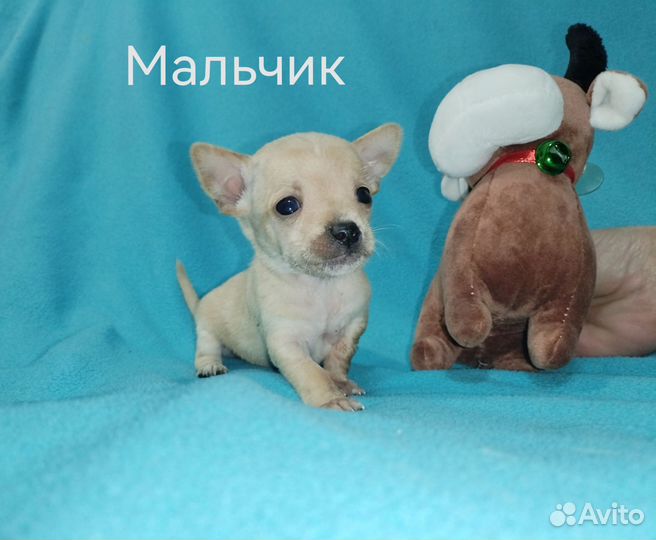 Щенки чихуахуа