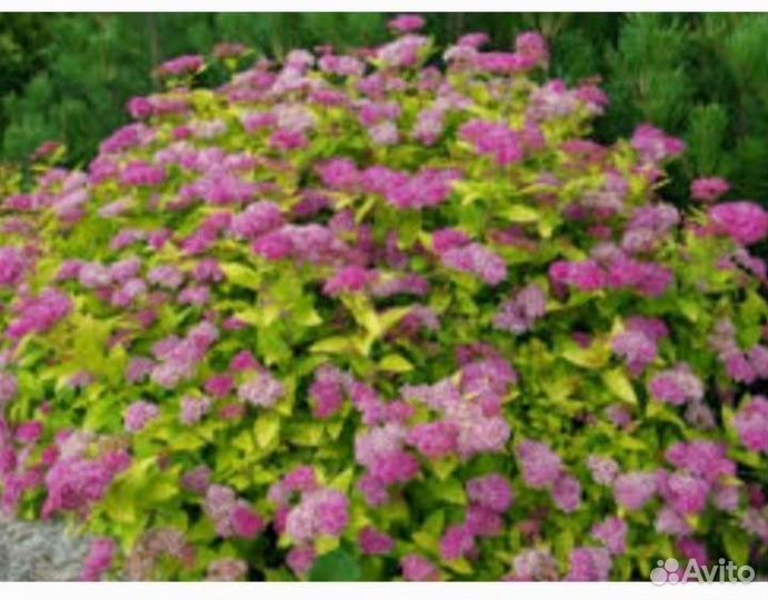 Жасмин махровый,Гортензия,цветущие кусты