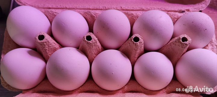 Инкубационное яйцо Пушкинских кур