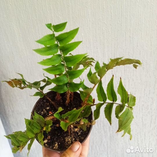 Комнатные растения