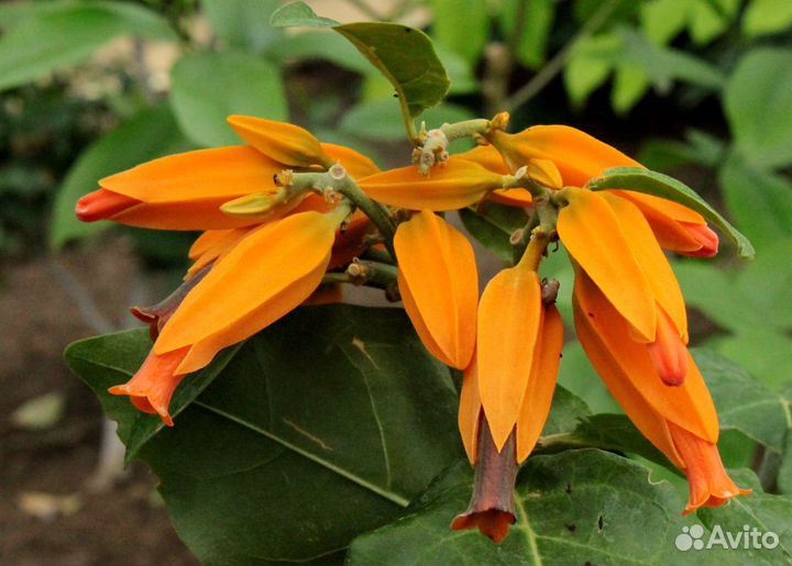 Комнатные экзотические растения