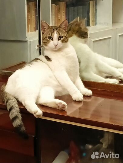 Кот Беляш в добрые руки