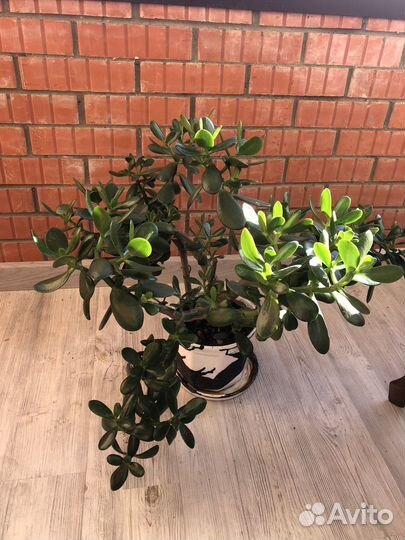 Крассула толстянка