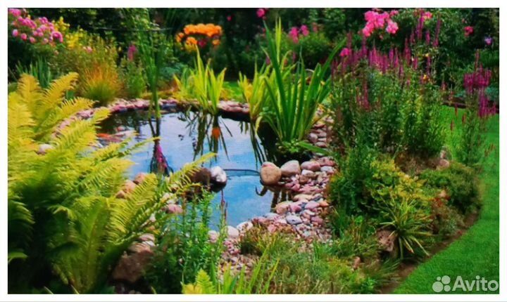 Папортник - Страусин, Хосты, декоративный лук