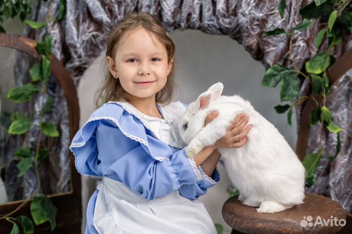 Фотосессия в студии с кроликом, ежиком