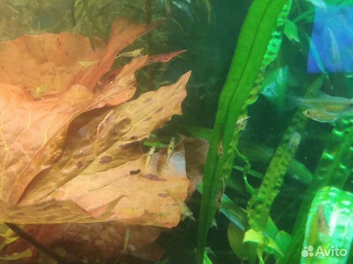 Аквариумные рыбки