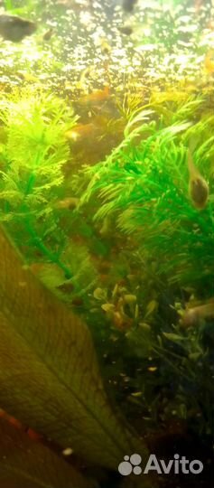 Аквариумные рыбки гуппи