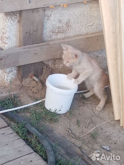 Катенька