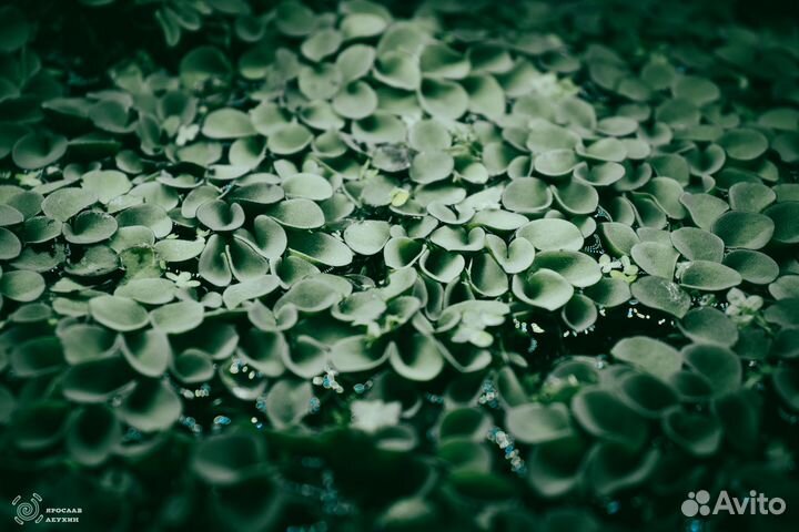 Аквариумные креветки, улитки, лягушки и рыбки