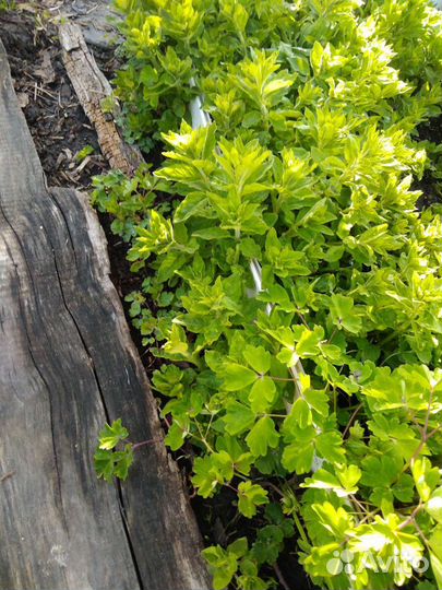 Многолетние цветы для сада