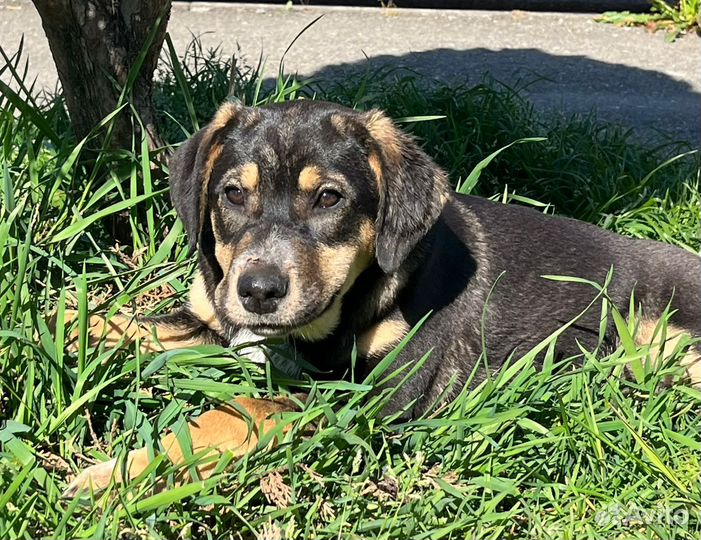 Собака в добрые руки