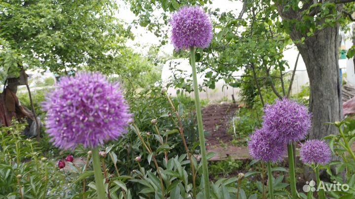 Примула, мак махровый, хризантема мультифлора,ю