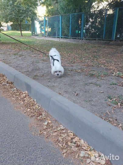 Передержка животных