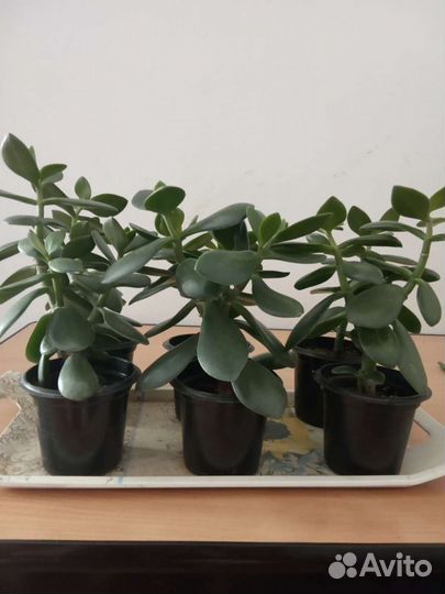 Денежное дерево (Толстянка)