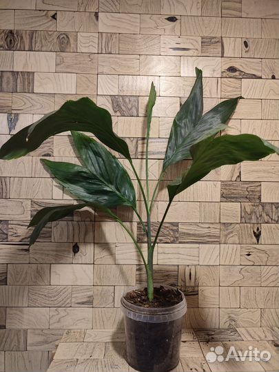 Хамедорея металлика