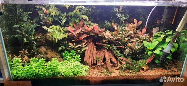 Аквариум 100 л