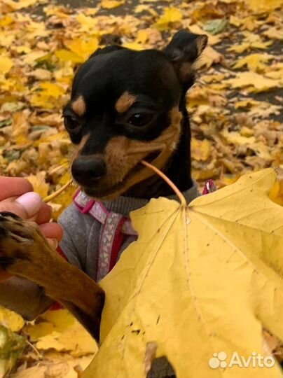 Выгульщик собак