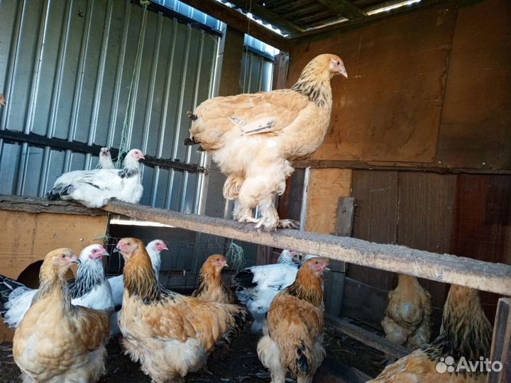 Молодые петушки Брама полевые, Белая